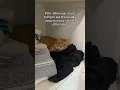 Download Lagu #catoftheday #cat #kitty #kitten #catlovers #cutecat @corinne_gerard