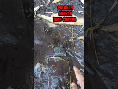 MERINDING,PULUHAN ANAK CHANNA BERKUMPUL DI KUBANGAN - IKAN CHANNA #shorts #channa #limbata #viral