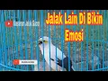 Download Lagu Pancingan Jalak Putih Gacor Full Isian Untuk Jalak Putih Macet Bunyi Di jamin Pasti Cepat Nyaut