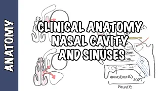 Download Clinical Anatomy  - Nasal Cavity and Sinuses MP3