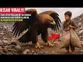 Download Lagu ANAK YATIM PEMULUNG INI TAK SENGAJA MENEMUKAN ANAK BURUNG ELANG INI, KEAJAIBAN BESAR INI TERJADI
