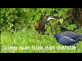 Download Lagu Suara pikat ruak ruak dan mandar batu, suara burung sawah
