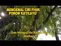 Download Lagu Mengenal Pohon Katilayu Dan Menemukan getah cair katilayu/ Batu Getah Katilayu
