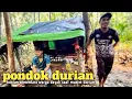 Download Lagu Suku dayak badameo menetap dipondok tengah hutan saat musim durian MP3