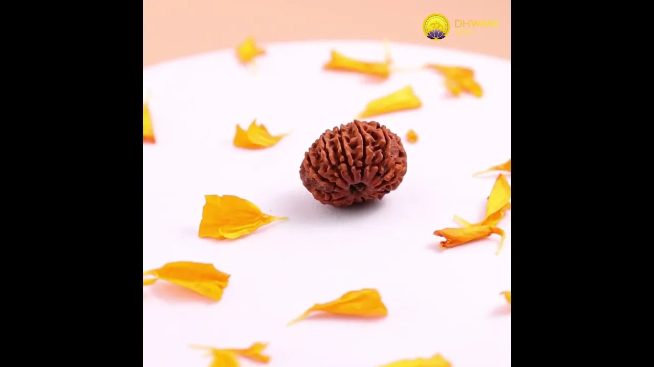 Nepali 16 Mukhi Rudraksha (Sixteen-Faced)