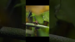 The Mating Rule Of The Periodical Cicada Is First Come First Served Wildlife Animals Shorts 