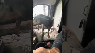 #Fyp #dream #doberman #pets #youtube