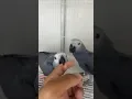 Download Lagu ma sha Allah #birds #parrot #pets #grayparrot