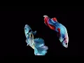 Monsune , Outta my Mind (letra en español)