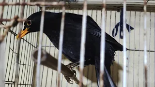 كلام جحموم خلوي زوين تبارك الله دندنها