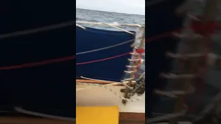 Whale spit!