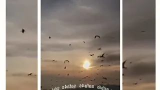 تأملت والدنيا بصوت شيمي 