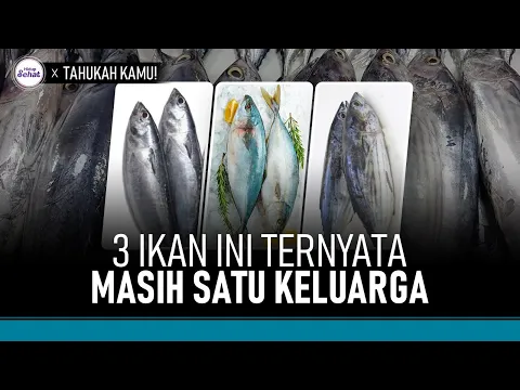 Jangan Keliru Lagi, Ini Bedanya Ikan Tongkol, Tuna dan Cakalang