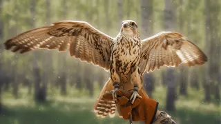Их осталось меньше 20 000: Самая дорогая птица Востока #птицы