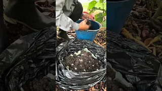 Multiplica tus PLANTAS con este método de ESQUEJES 👉