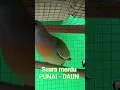 Download Lagu Suara merdu burung punai daun