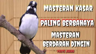 Download MASTERAN BURUNG LOMBA | BERTUBI TUBI TEMBAKAN PALING BERBAHAYA MP3