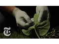 A Lab Among the Leaves The New York Times