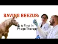 Saving Beezus A First in Phage Therapy