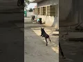 doberman speed 😂 #doberman #dobermanlove #funnyvideo #dogbreeds