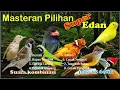 Lagu Masteran lengkap Super Edan | 8 Tembakan kasar untuk Isian | Jeda #burungkicau #masteran #kicaumania