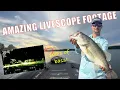 Catching HUGE bass with LIVESCOPE AMAZING FOOTAGE