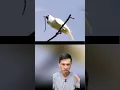 Download Lagu Tiếng kêu đáng sợ của 1 số loài chim | khanhtrungsi