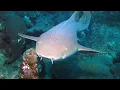 Facts The Nurse Shark