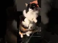 Download Lagu Hooman Pet Me now  #cats #catshorts