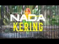 Download Lagu NADA KERING DOBELAN‼️PEMICU JANTAN DIJEMUR BANYAK NGRIWIK