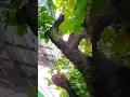 Download Lagu POHON YG RINDANG JAMAL MIRDAD. Sahrudin channel 14
