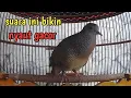 Lagu Suara perkutut ini bikin nyaut perkutut yang dengar ikut gacor.