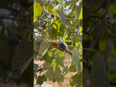 جني التين/اليوم جنيت الباكور/قطفت لكرموص باش نوجد الكونفيتور ان شاءالله#مربى_التين#confiture #figure