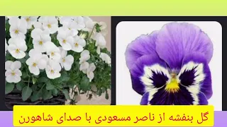 تصنیف زیبای گیلانی گل بنفشه از ناصر مسعودی با صدای شاه ورن 