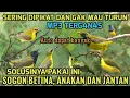Download Lagu Suara pikat pemanggil sogon liar ampuh#pikatburung 2025
