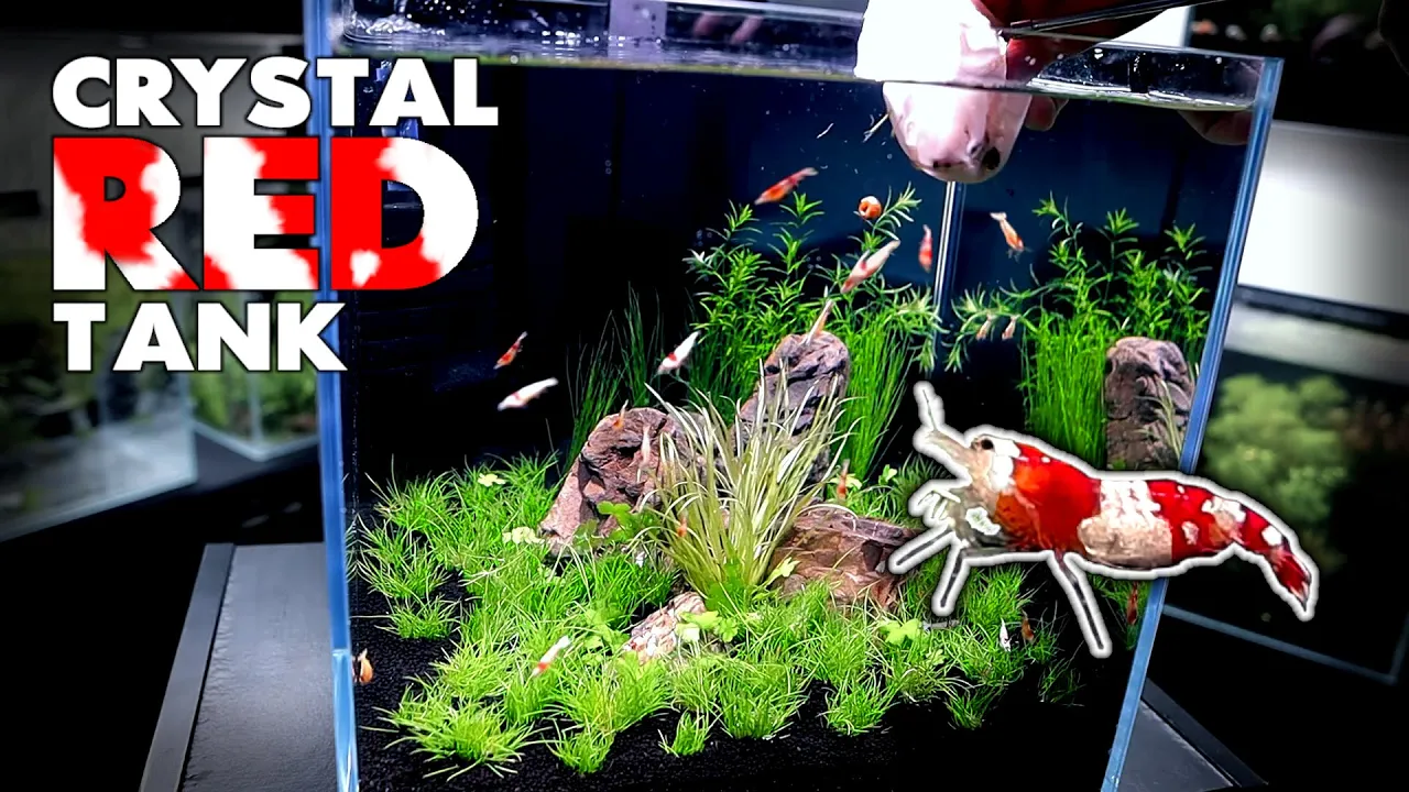 Aquascape Tutorial: CRYSTAL RED SHRIMP Nano Cube (How To: Planted Aquarium Step By Step Setup)