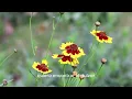 Florecer (Letra)