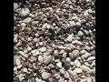 Download Lagu It’s a bit windy, as always by the coast in Visby. Looking for sea glass.