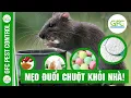 Download Lagu Những MẸO Đuổi Chuột \