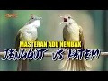 Lagu MASTERAN ADU TEMBAKAN CUCAK JENGGOT VS KAPAS TEMBAK