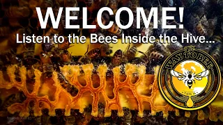 The Healing Sound Of Bees The Hive ASMR Proven Health Benefits When You Relaxe Watch And Listen 