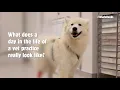 What does a day in the life of a vet practice really look like