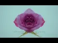 Two Weeks - Olayinka Ehi