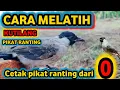 Lagu Cara melatih kutilang pikat dari nol,anak lolohan calon pikat