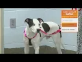 Jacksonville launches app to help pet adopters find their PURRfect match at ACPS