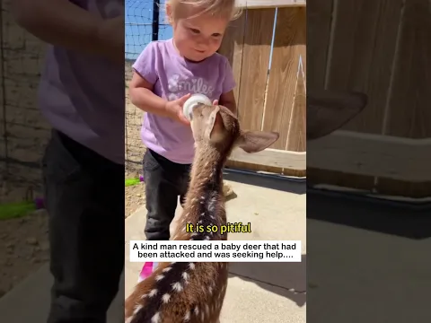 Fawn Escapes Danger #wildliferescue #lovestory #animals #rescueefforts #cute #rescue#deer