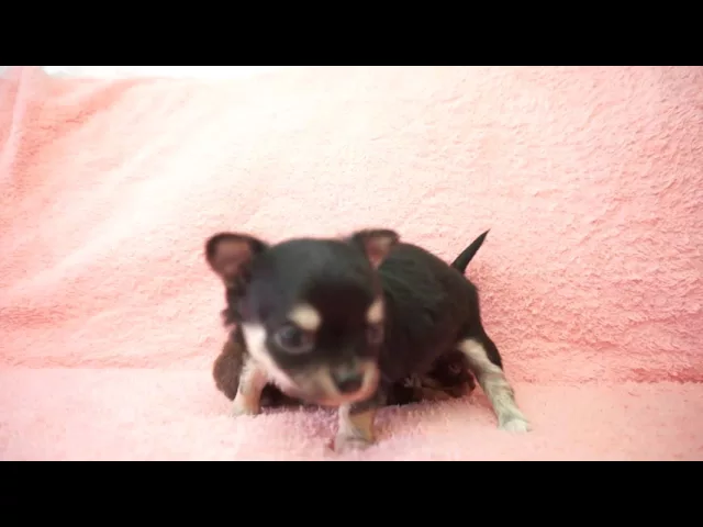 動画