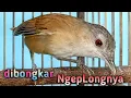 Download Lagu dibongkar NgepLongnya bikin pelanduk semak lain emosi spontan buka paruh