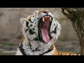 Siberian Tiger Moments for Relaxation / 4K Animal Nature Footage