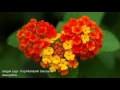 Download Lagu Jangan lagi - Pop Mandarin Indonesia